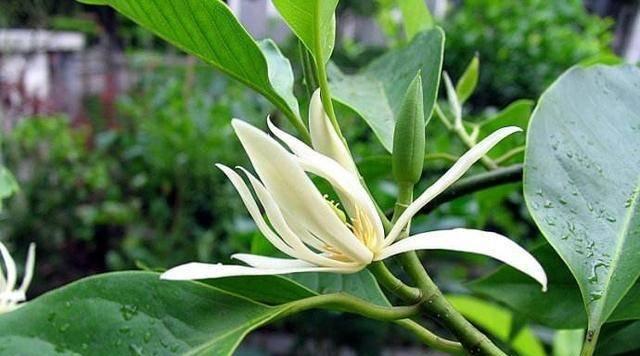 黄果兰开花时间与花期（探究黄果兰的开花时间及花期）