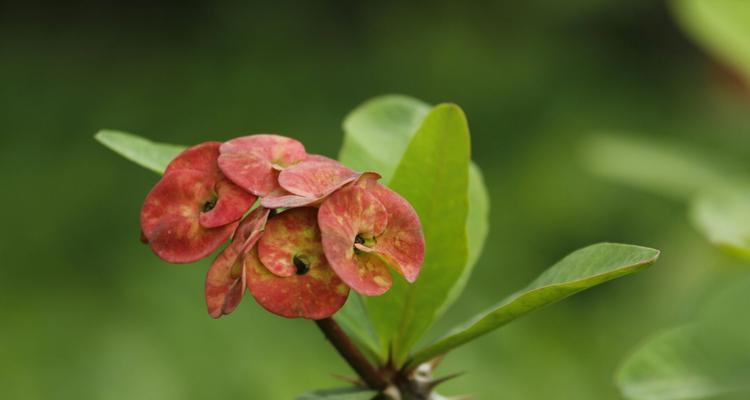 刺球开花的寓意及其象征意义（从花朵中汲取的智慧和勇气）