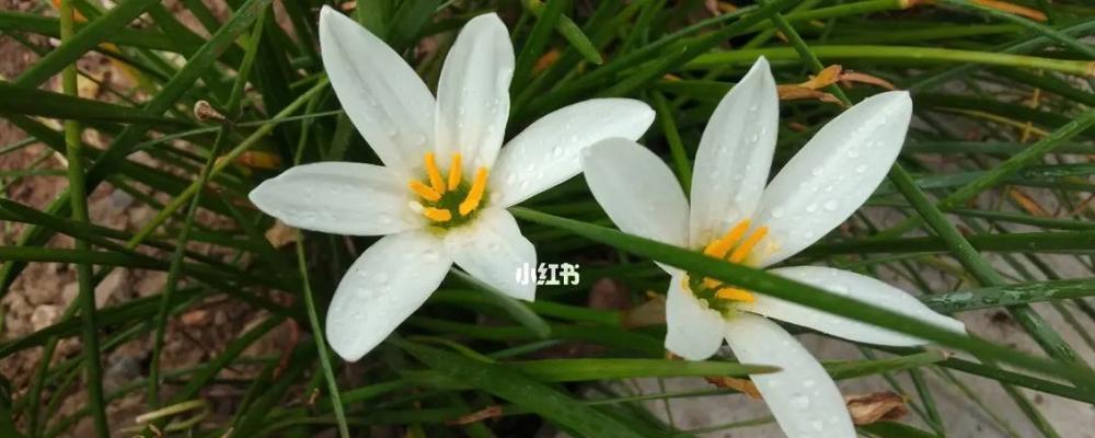 葱花的花语及寓意揭秘（探究葱花的花语与寓意）