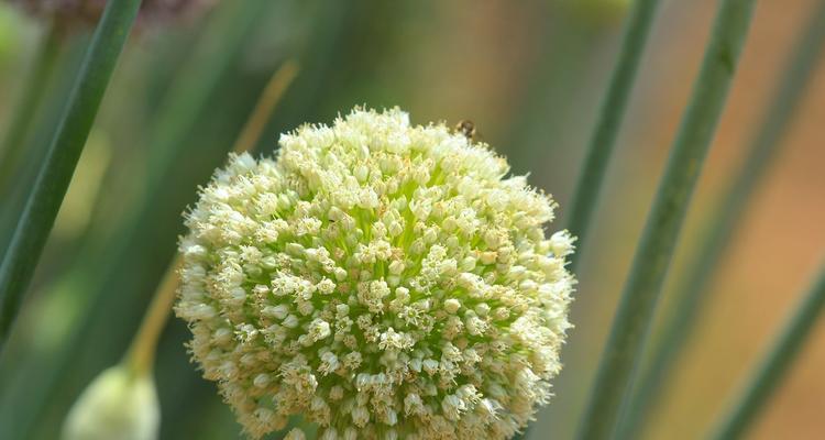 葱开花（以葱开花）