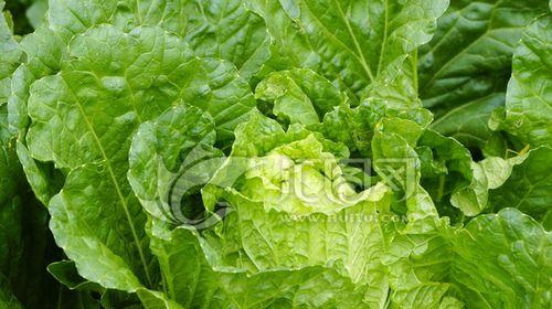 大白菜（解密大白菜的象征意义与文化内涵）