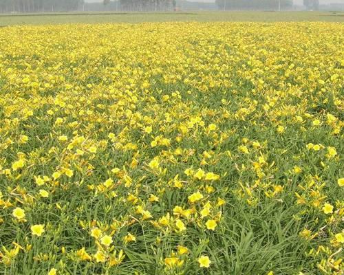 黄花菜产地探究（从地理位置到土壤条件）