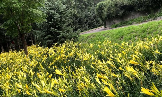 黄花菜产地探究（从地理位置到土壤条件）