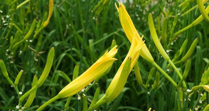 黄花菜产地探究（从地理位置到土壤条件）