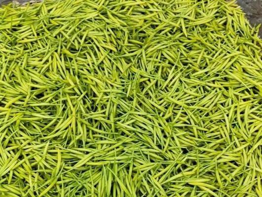 黄花菜收获时间详解（从种植到收获）