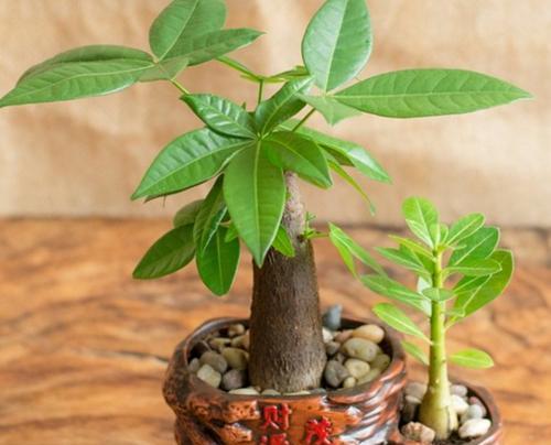 代表财富的植物（探索世界上以植物象征财富的多样性及其文化寓意）