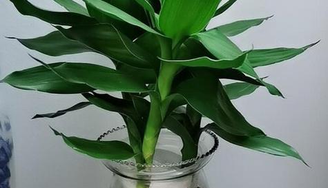 代表财富的植物（探索世界上以植物象征财富的多样性及其文化寓意）