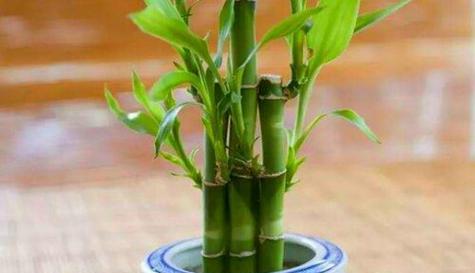 代表财富的植物（探索世界上以植物象征财富的多样性及其文化寓意）