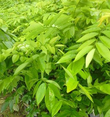 黄花梨生长速度的探究（一年能长多少）