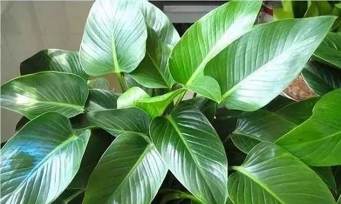 代表父亲的植物（以父亲之名）