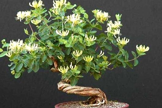 代表父亲的植物（以父亲之名）