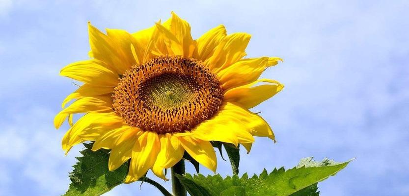 积极向上的花-拥抱生命之美（让花朵告诉我们积极向上的力量）