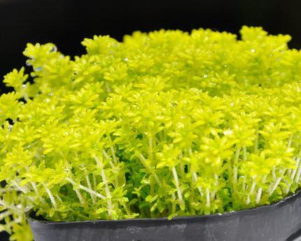 探秘黄金草的神奇之处（了解黄金草的形态）