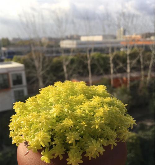 探秘黄金草的神奇之处（了解黄金草的形态）