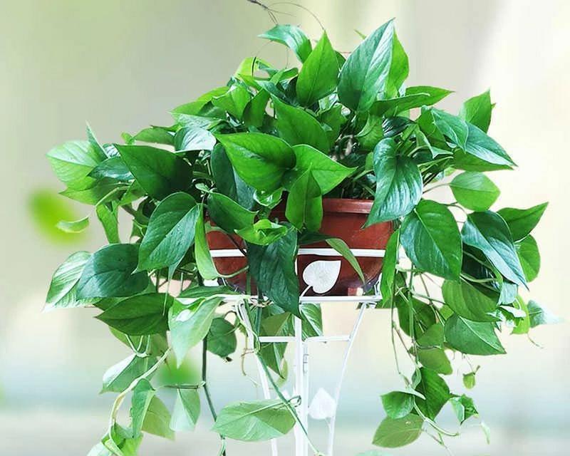坚强植物（探索植物世界中那些代表坚强的生命力与意义）