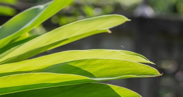 坚强植物（探索植物世界中那些代表坚强的生命力与意义）