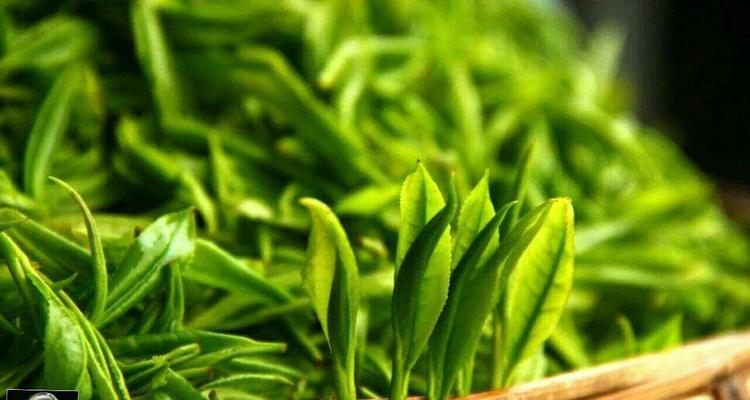 黄金茶的功效作用（探寻黄金茶的健康价值）