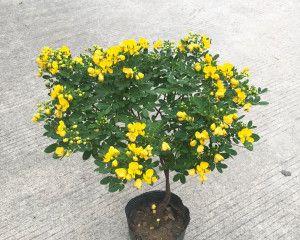 黄金梅花期多长时间（了解黄金梅花期对投资者来说很重要）