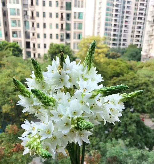黄金雀花开之谜（探究黄金雀一年开几次花）