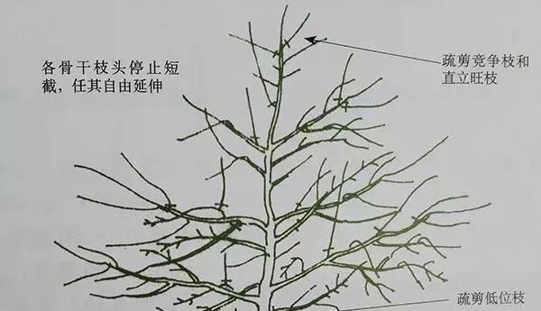 黄金塔花修剪指南（打造精致花园的必备技能）