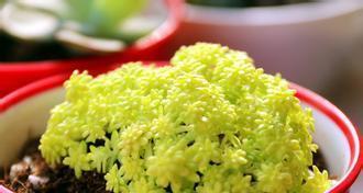 黄金万年草水培养殖全攻略（从种植到收获）