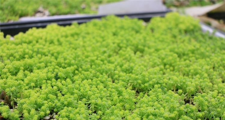 如何让黄金万年草茂盛生长（黄金万年草养护全指南）