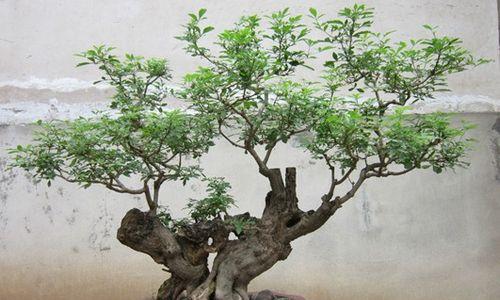 黄荆盆景的风水寓意及摆放位置（宜放于办公场所和家庭客厅）