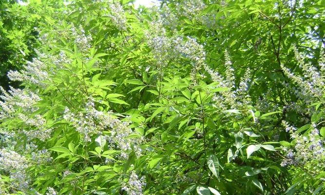 黄荆子采摘时间及最佳月份（春季采摘黄荆子的技巧）
