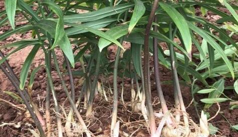 黄精种植技巧详解（什么时候播种最佳）