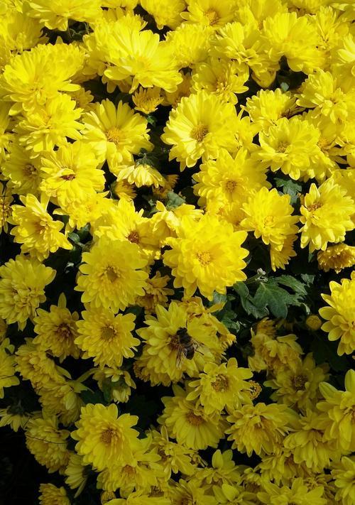 中秋佳节花香浓——中秋时节的花卉赏析（花香满园迎中秋佳节）