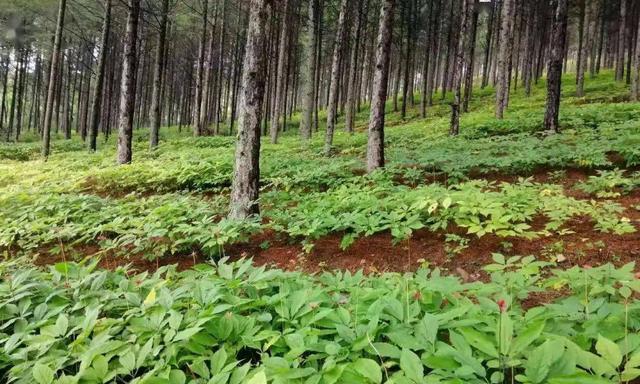 黄精种植的成本与利润分析（探究黄精种植亩产多少成本和利润的关键因素）