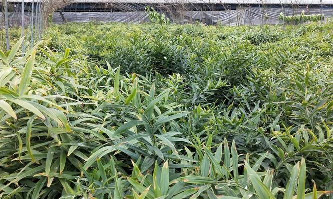 黄精种植条件与气候要求剖析（从生态环境到土壤水分）