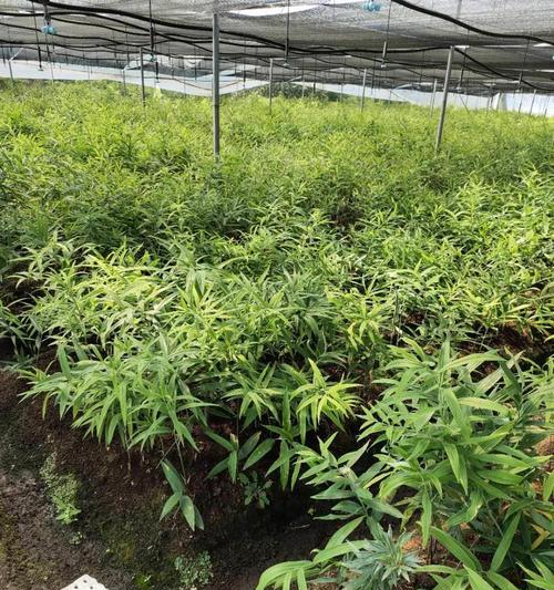 黄精种植条件与气候要求剖析（从生态环境到土壤水分）