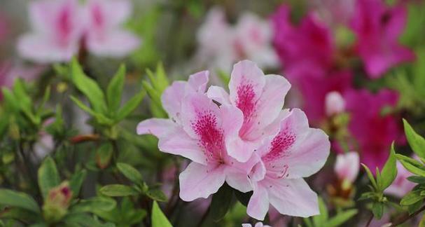 杜鹃花的花语与象征意义（揭示杜鹃花的寓意）