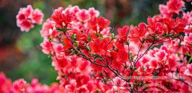 杜鹃花（杜鹃花在古代文化中的象征与寓意解读）