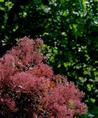 黄栌花期特征及生长条件（探索黄栌开花规律）