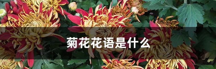 多头菊的花语与含义（探索多头菊的花语）