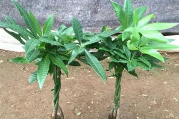 发财树花语（发财树花语的意义与寓意解析）