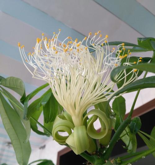 发财树开花的预兆与寓意（一探发财树开花的神奇之处及所带来的好运）