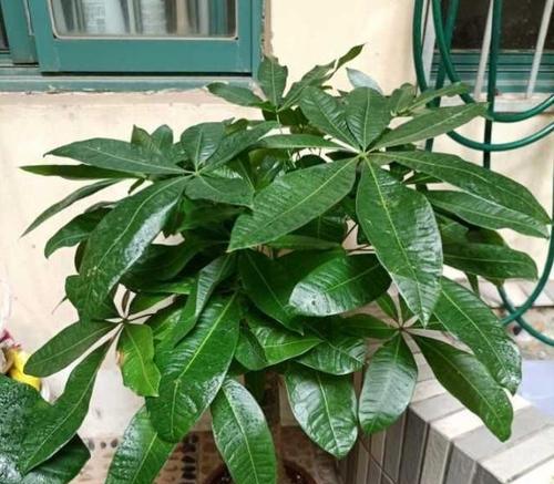 发财树的开花时间和寓意（探寻发财树开花之谜）
