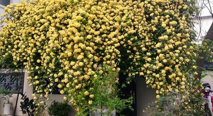 黄木香的种植与养护（掌握养殖方法）