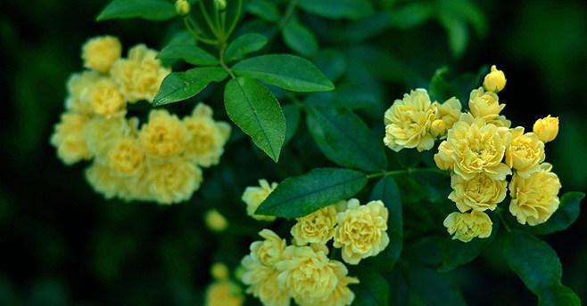 黄木香花全年盛开花期介绍（了解黄木香花的花期和开花次数）