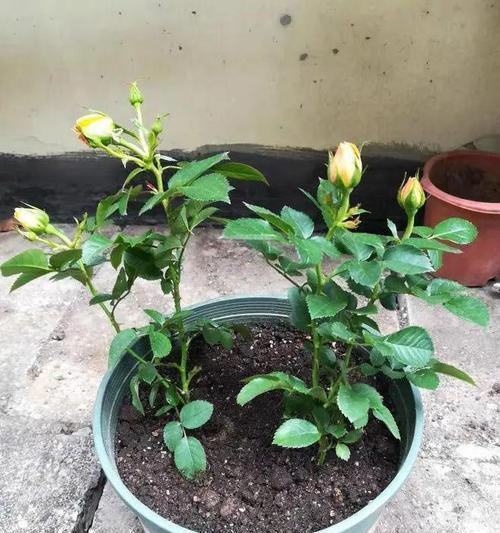 黄泥土种花全指南（适合种植的花卉及土壤调理方法）