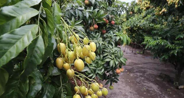 黄皮果，夏日甜蜜的滋味（黄皮果的产季及营养价值）