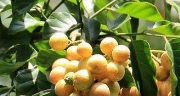 黄皮果，夏日甜蜜的滋味（黄皮果的产季及营养价值）