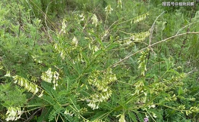 黄芪，这种神奇的中药植物（探究黄芪的起源）