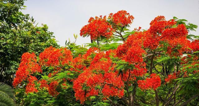 凤凰花的寓意与象征（焚身重生的象征之花——凤凰花）