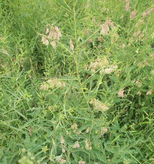 黄芪种植指南（适合哪些地方种植）