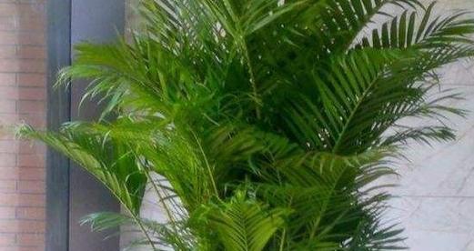 凤尾竹开花的风水寓意（揭示凤尾竹开花的吉祥之处）