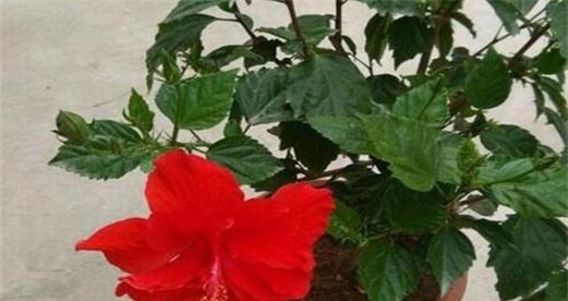 扶桑花的象征意义（以扶桑花为纽带）